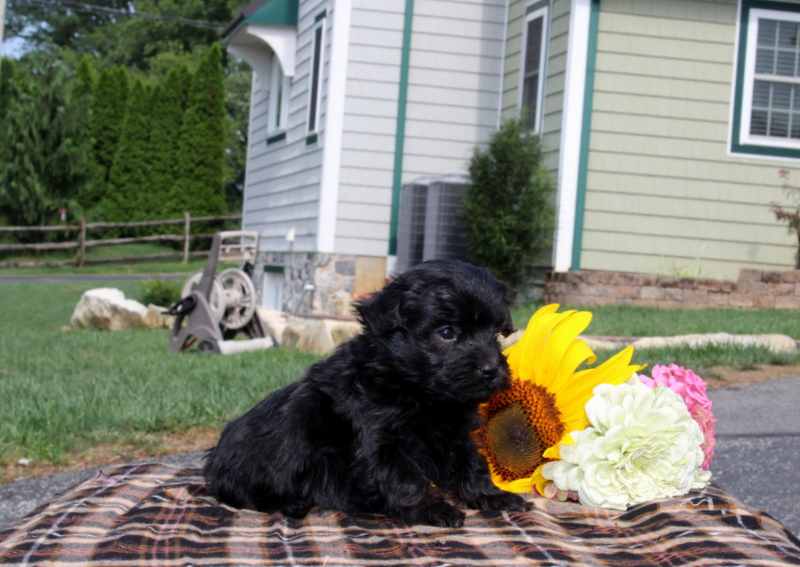 puppy, for, sale, Maltipoo, Matthew B. Stoltzfus, dog, breeder, Gap, PA, dog-breeder, puppy-for-sale, forsale, nearby, find, puppyfind, locator, puppylocator, aca